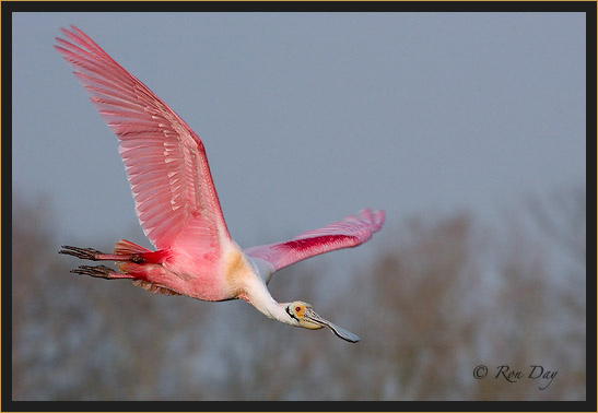 Roseate Spoonbill (Ajaia ajaja), High Island 